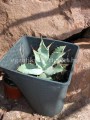 Agave_neomexican_4c6bea9ff3c20.jpg